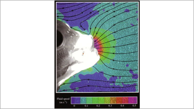 graphic showing water flow by a fish's mouth.
