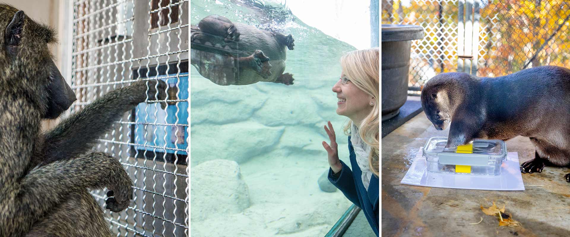 three photos showing a baboon using a touchscreen, a professor looking at a swimming otter in a tank, and an otter reaching into a plastic box to get a snack.
