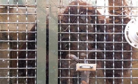 Orangutan in a cage with fingers gripping the cage
