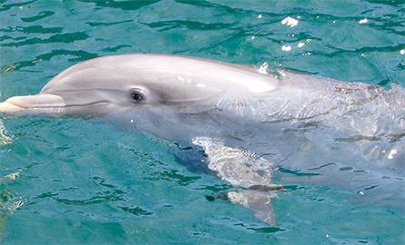 Dolphin just below the surface of the water