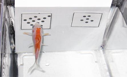 Goldfish in a tank doing a number task
