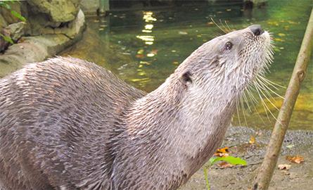 An otter looking at a stick