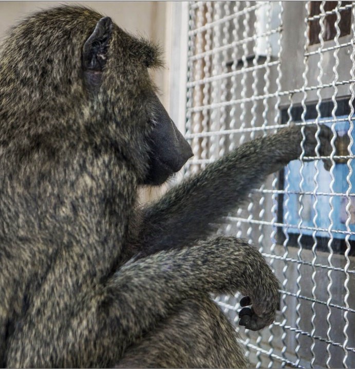 Baboon performing a test through a metal grate