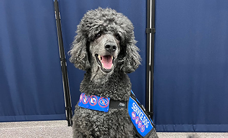 a gray poodle wearing a blue service vest.