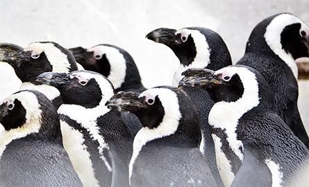 A group of black and white penguins