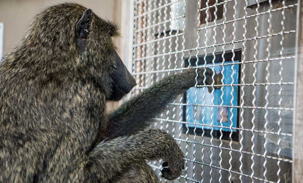 Baboon performing a test through a metal grate.