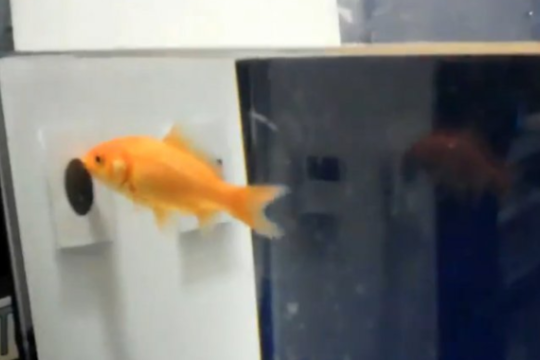 A goldfish swimming into a black dot