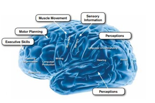 graphic representation of the brain