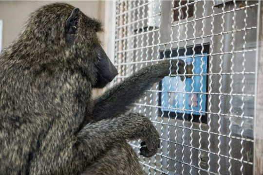 baboon on touchscreen computer