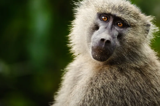 Olive baboon