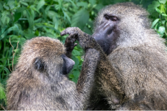 two baboons