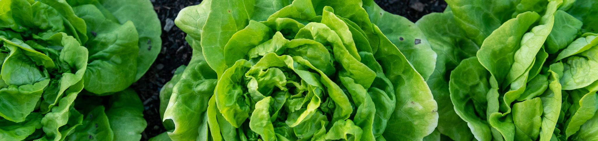 green lettuce from the Tait Preserve