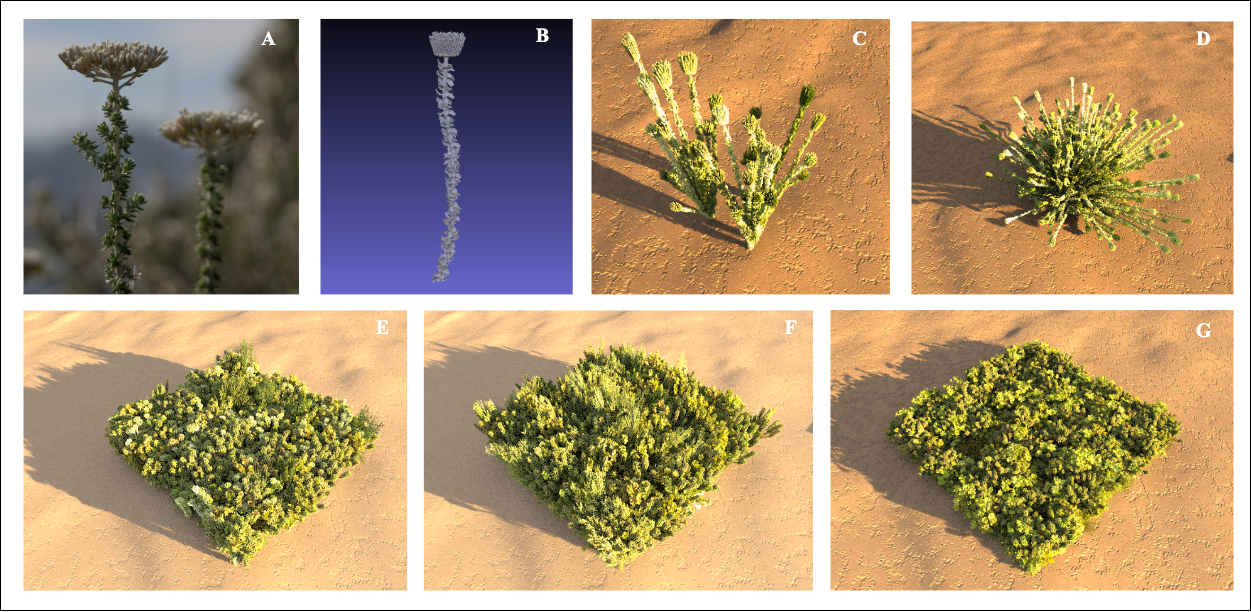 An illustration of how species are modeled, and scenes are generated for DIRSIG simulations. (A) shows one of the species present in the region, Metalasia muricata (adapted from the Steenbok Nature Reserve Webpage) ; (B) shows its corresponding 3D model; (C) demonstrates instantiation representing low-density growth; (D) demonstrates instantiation at high density; and (E), (F), and (G) show how these species models are combined with field data to replicate multiple burn plots corresponding to the 2006, 2016, and 2019 burn years, respectively. 