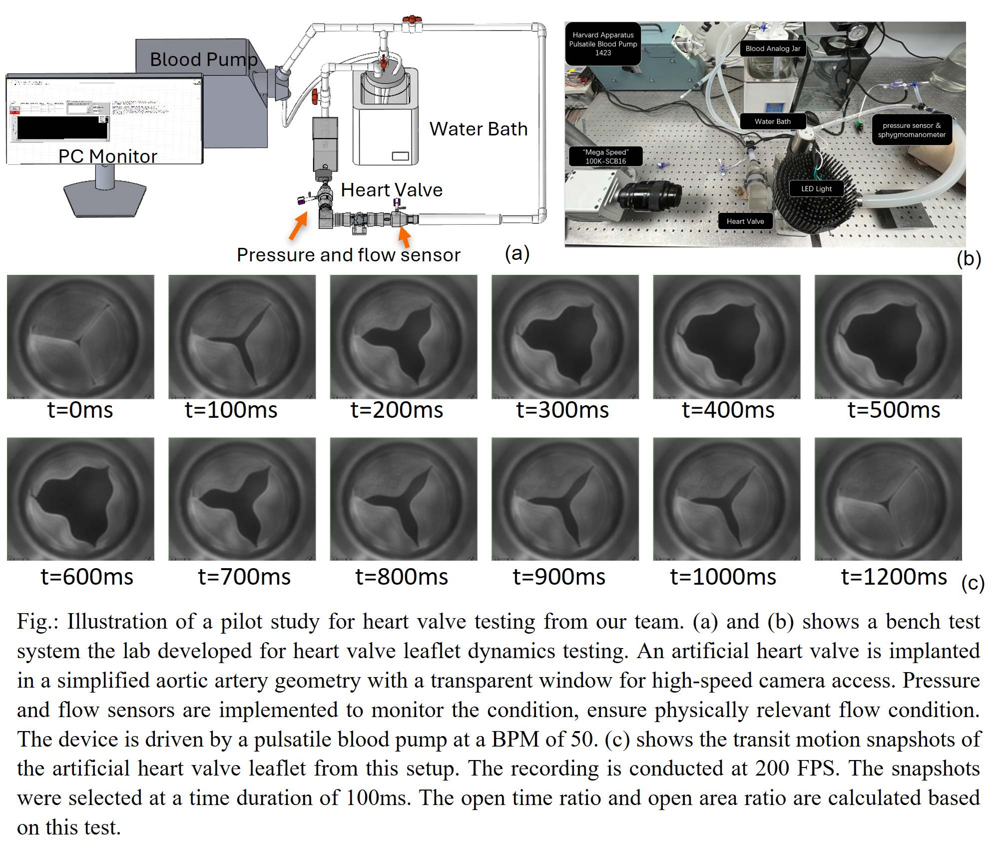 a series of images showing snapshots of an artificial heart valve opening and closing.