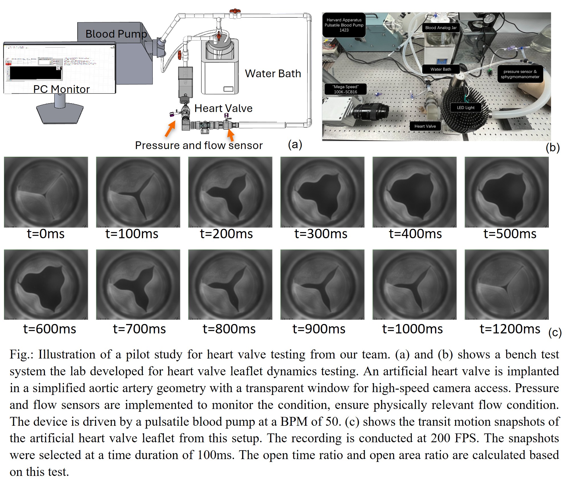 A 3d model of a heart valve made in SolidWorks.