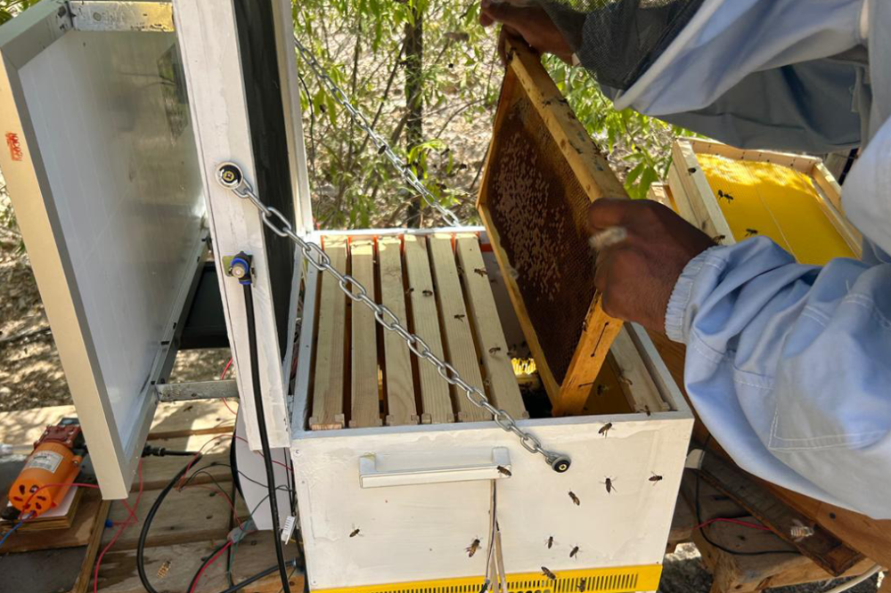 Smart Beehive for Harsh Climates