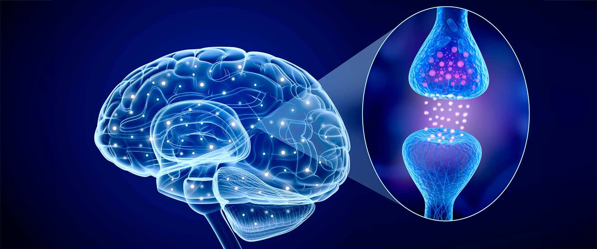 illustration of a human brain and active receptor.