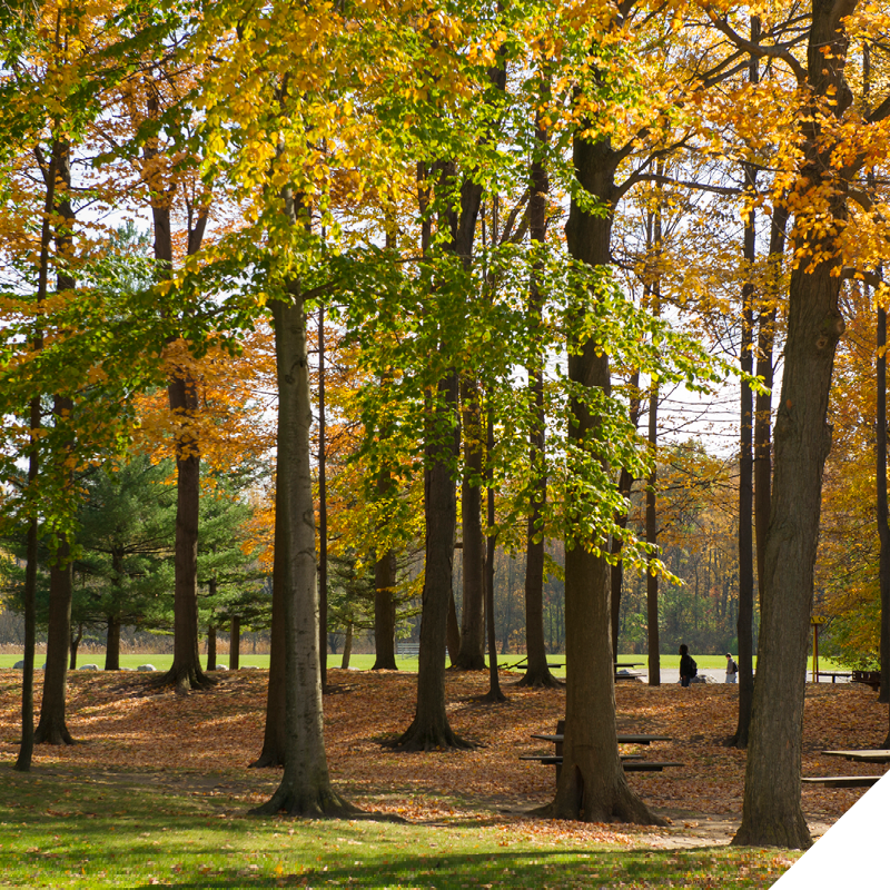 Tree-lined outdoor space with fall foliage and scattered benches.