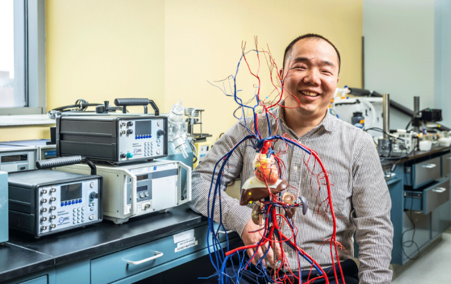 Zhongwang Dou, shown with a human vascular system model he uses in his biomedical engineering classes, recently received a prestigious NSF CAREER award. He will lead a project to understand how human body movement affects blood flow in aneurysms.