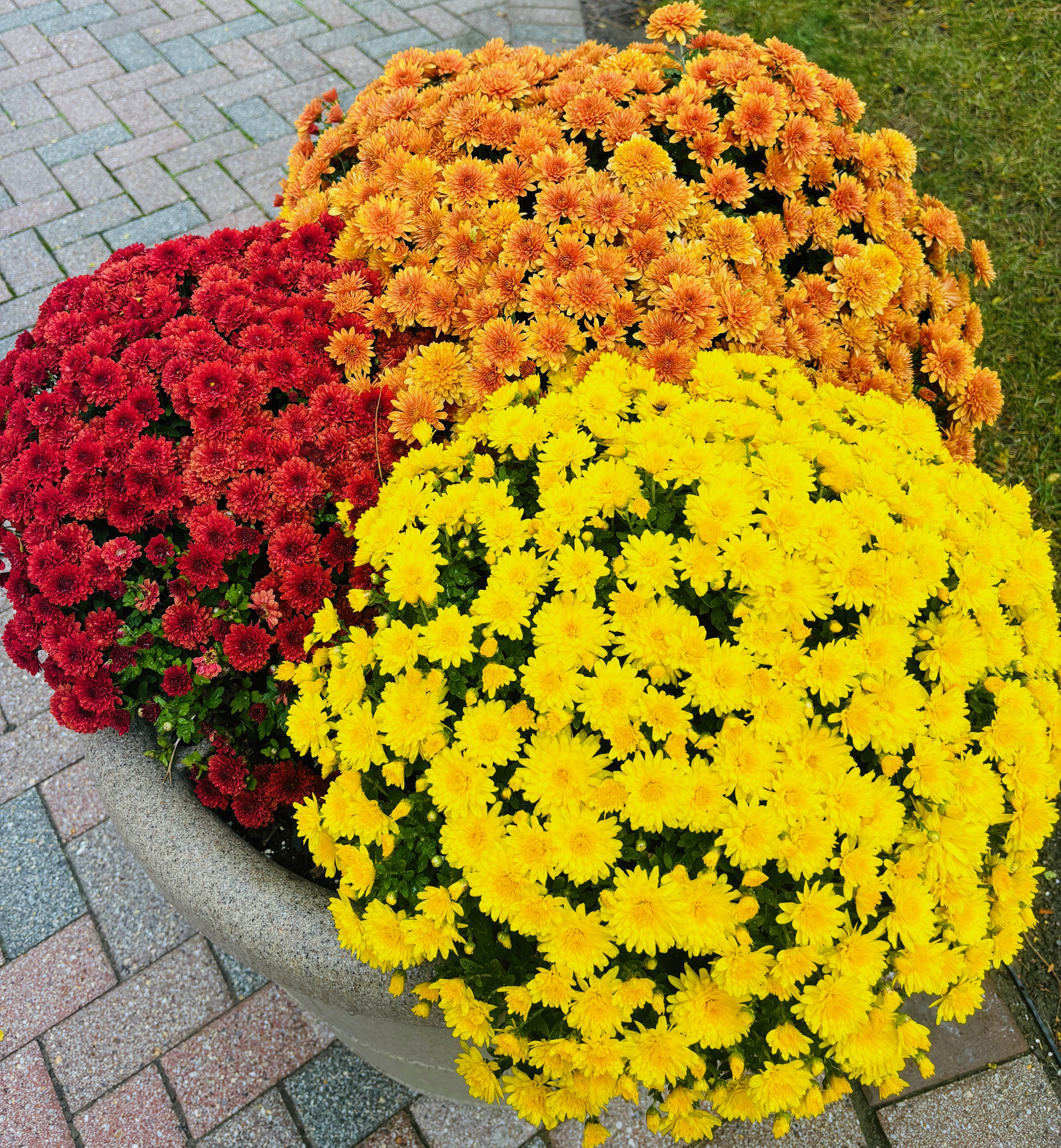 Planter with vibrant clusters of red, orange, and yellow flowers on a brick pathway