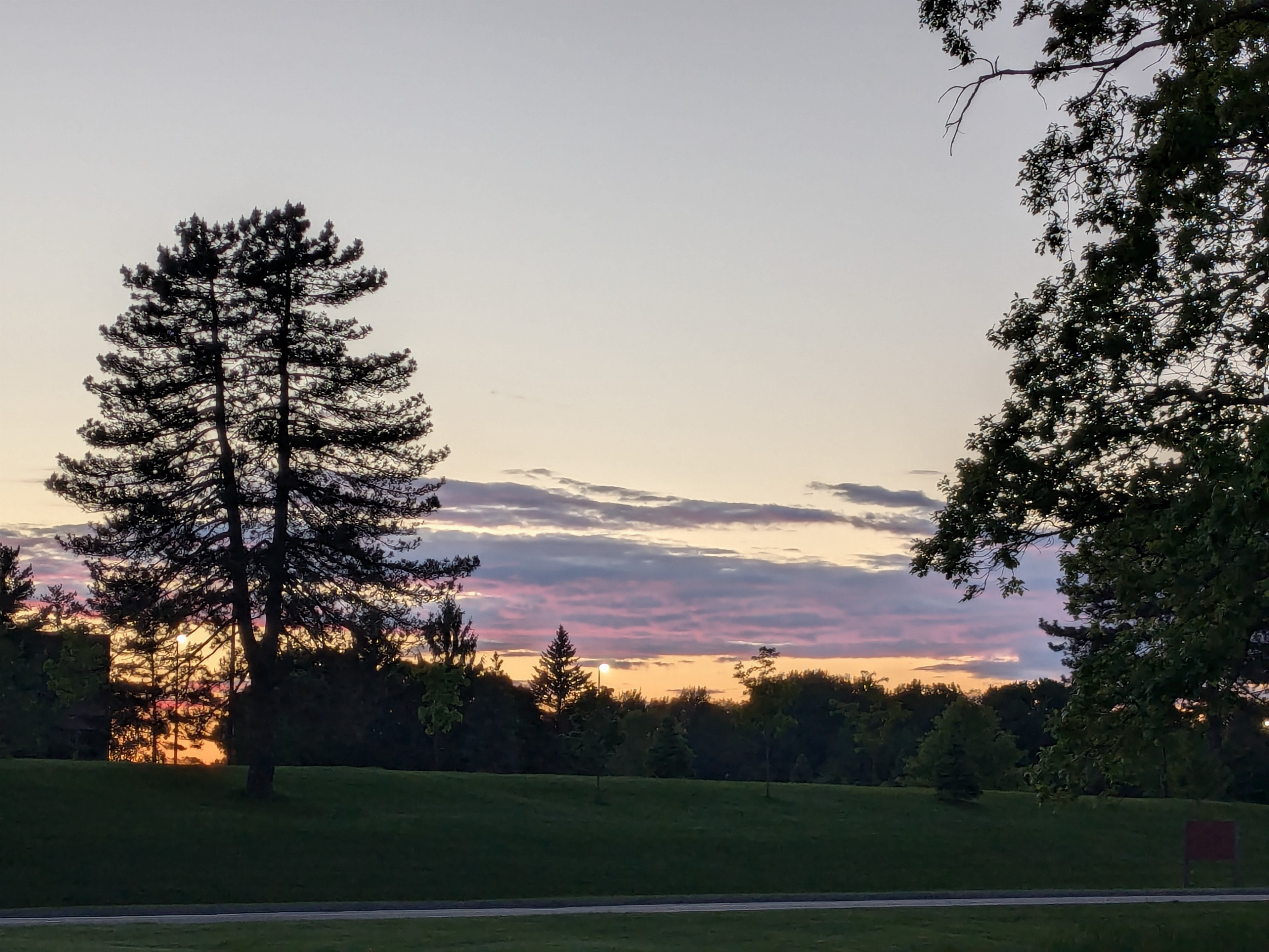 Trees in silhouette at sunset with pink and orange sky.