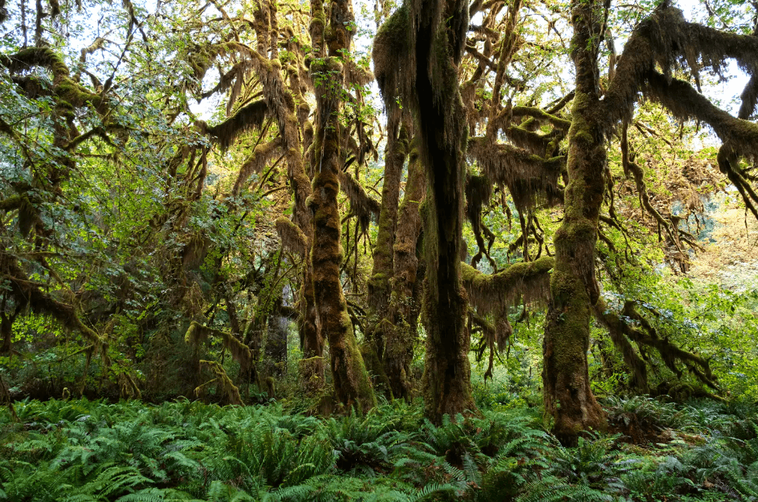 Trees and lush ferns in Hoh Rainforest, Olympic National Park.