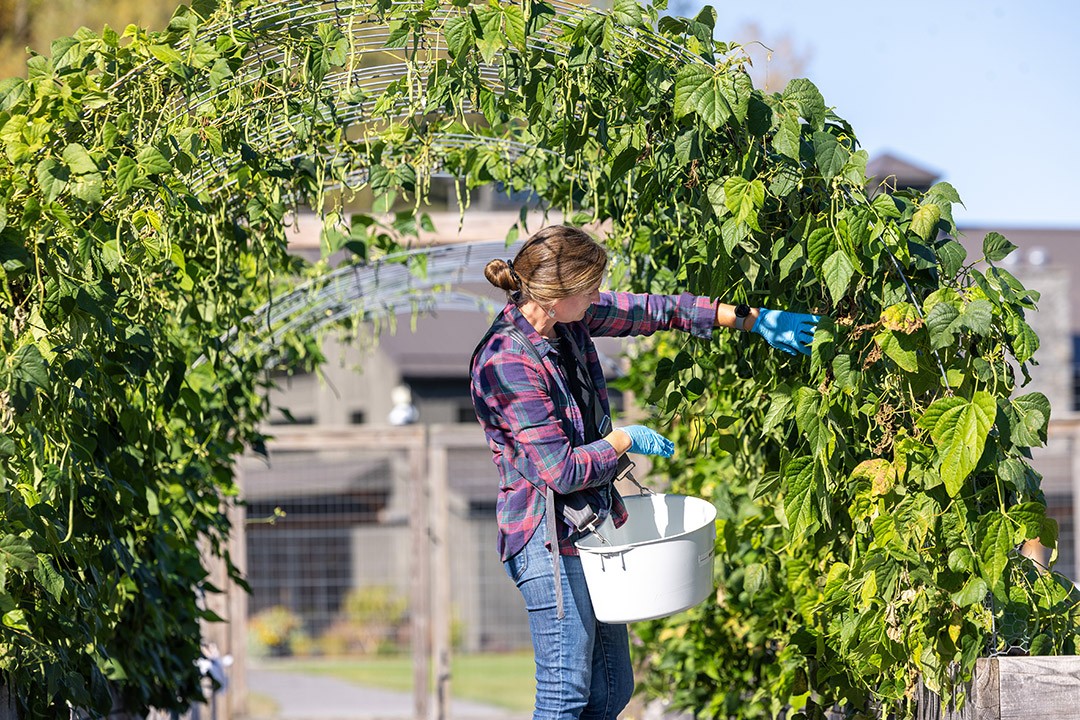 Person harvesting pole beans at RIT’s Tait Preserve garden.