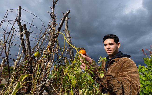 Second-year mechanical engineering student Martin Bassett observes late-season tomatoes grown at the Lexington Avenue Community Farm in Rochester.