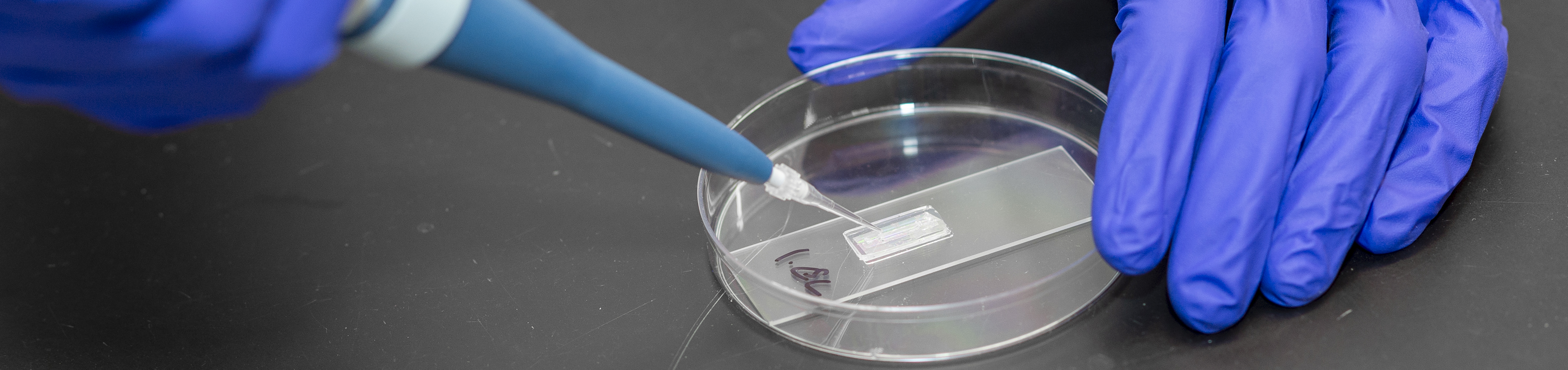 A close up of someone's hands inserting liquid into a petri dish.