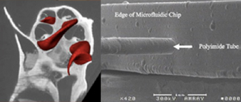 microscopic imagery