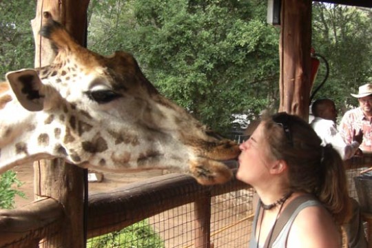 Person kissing Giraffe 