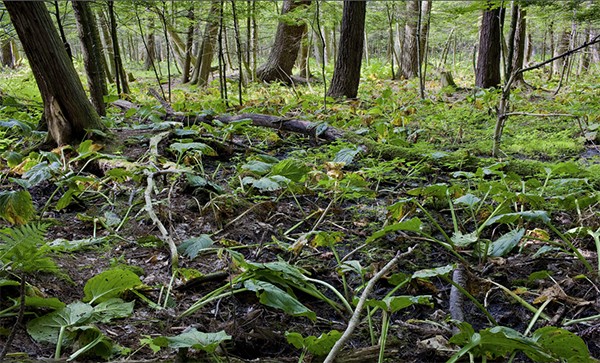 A fallen tree in a forest.