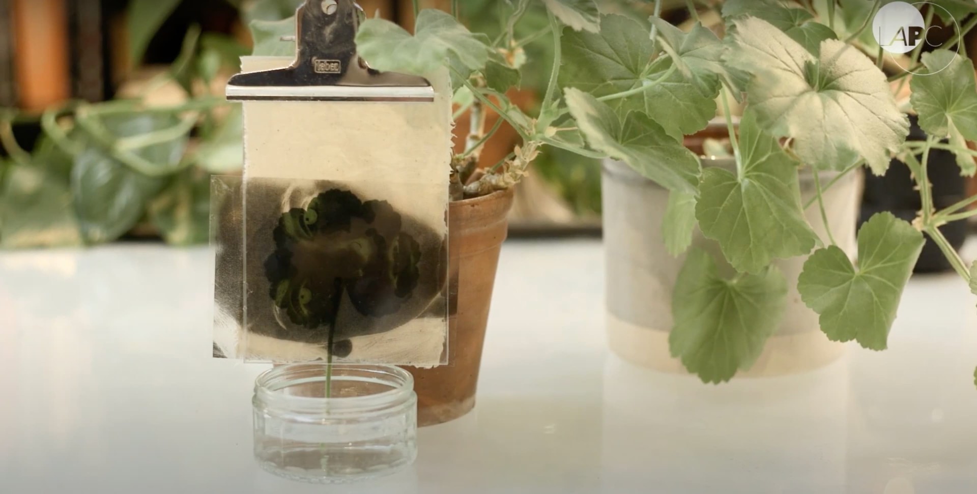 Leaves with photographic prints on them.