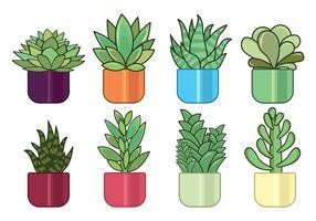 succulents in pots