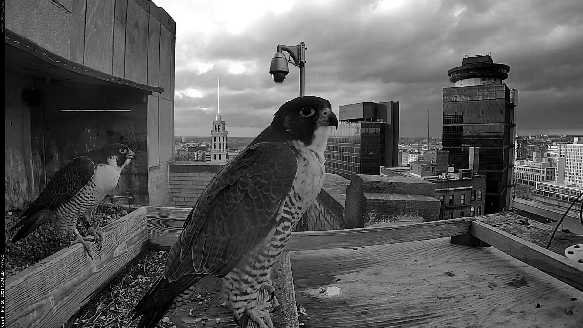 **Alternative text:** Black-and-white photograph of two peregrine falcons perched on a wooden nesting platform atop a city building. One falcon stands prominently in the foreground, facing right and looking out over the urban skyline, while a second falcon rests farther back near the nest box opening. Tall buildings, a security camera, and cloudy skies fill the background, emphasizing the contrast between wildlife and the city environment.