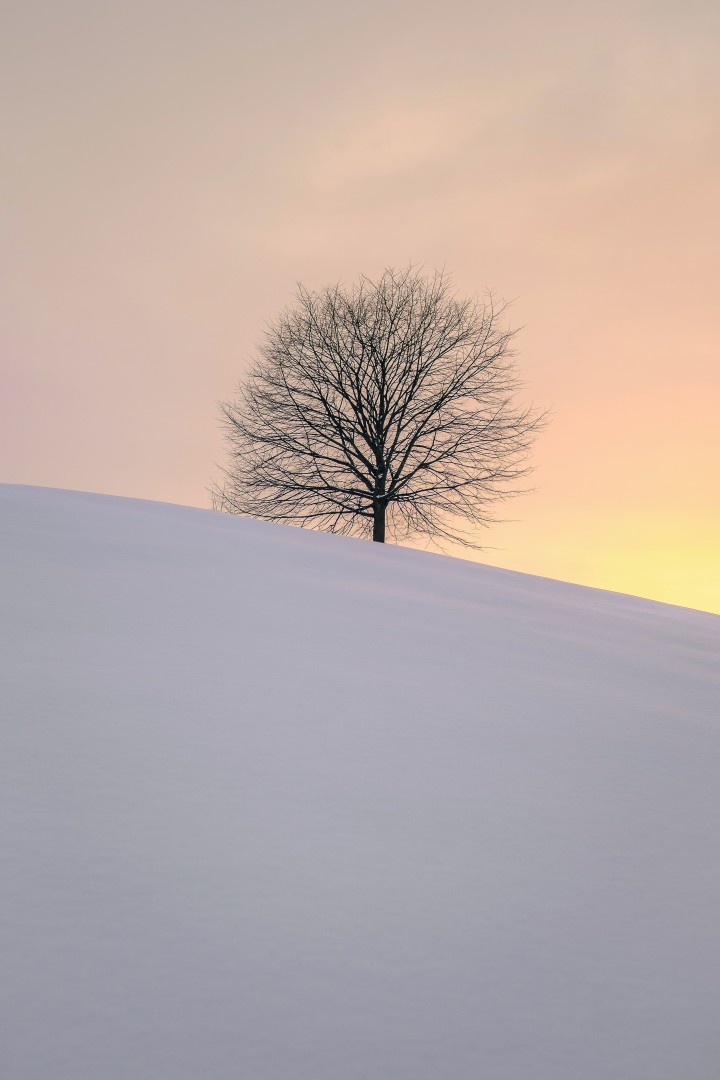 barren tree amidst a snowy landscape