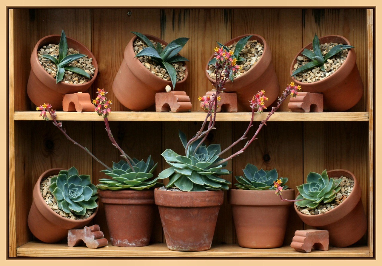 potted succulent plants on shelves