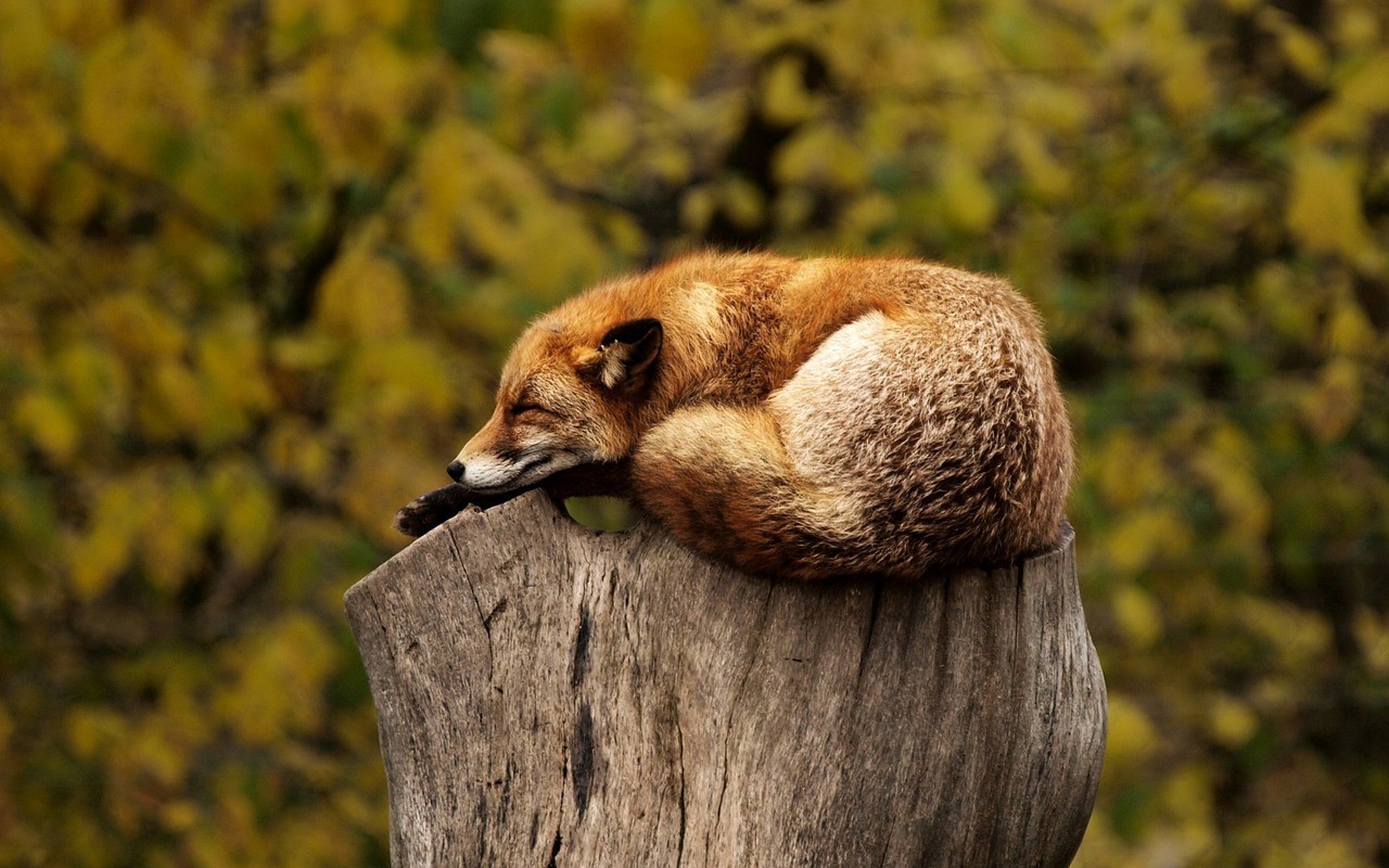 fox sleeping on stump