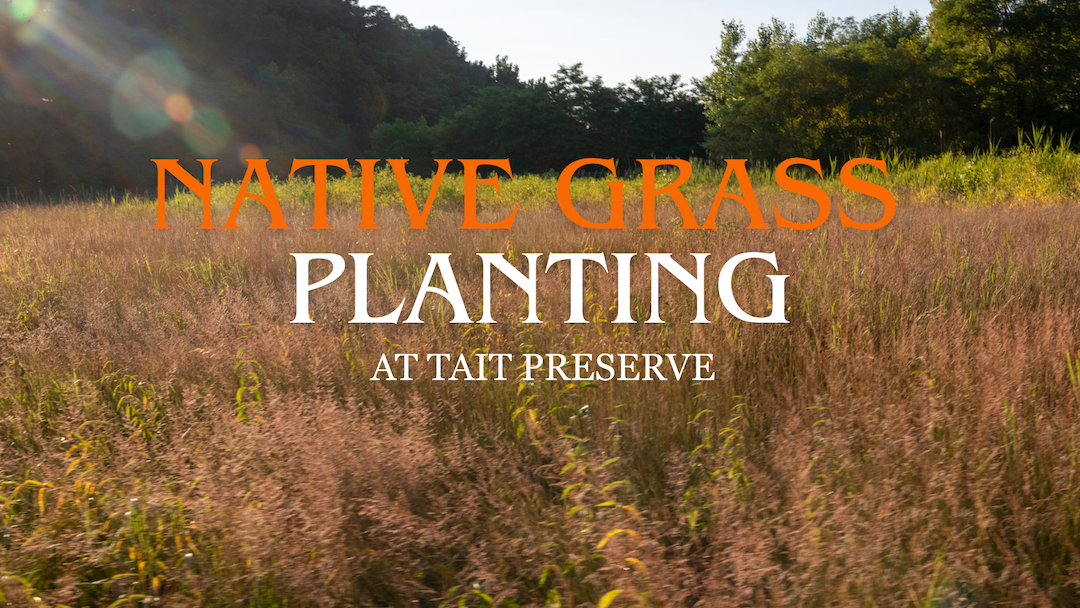 native grass planting
