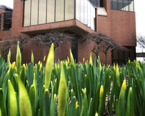 spring daffodils on Corona campus