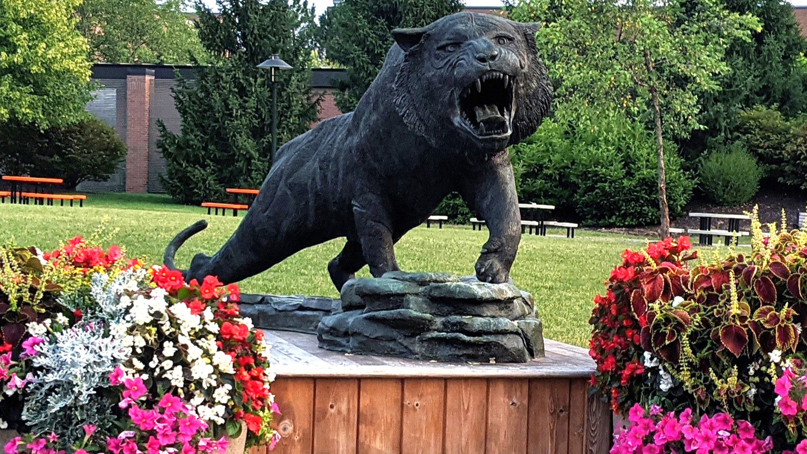 A statue of a roaring tiger on a rock-like structure, mounted on a wooden base, surrounded by vibrant pink and red flowers, with a building and green grass in the background.