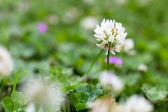 Closeup of white clover.