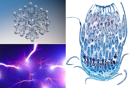 collage of three images from microscopes: snowflake, neurons and a cell.