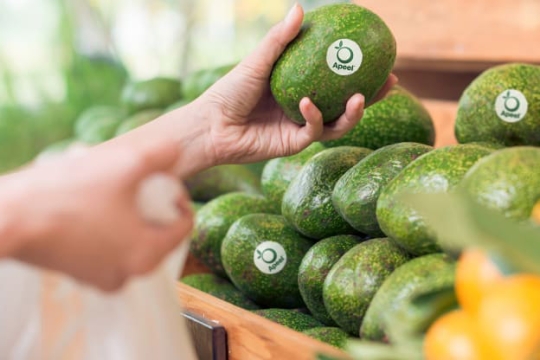 hand holding an avocado.