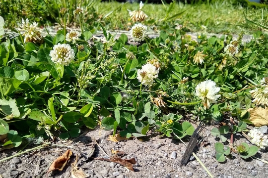 white clover plants.