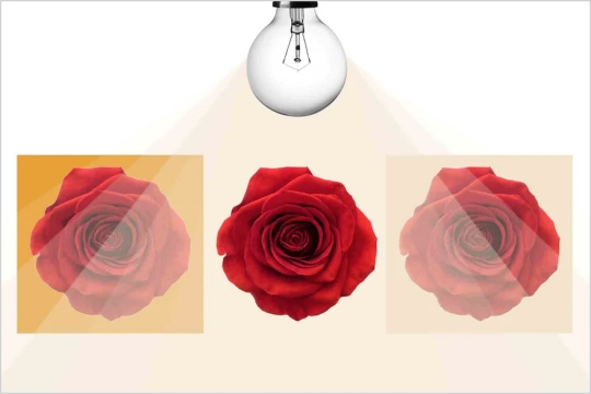 graphic of a lightbulbs shining onto three pictures of roses.