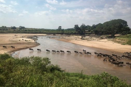 animals crossing a low river.