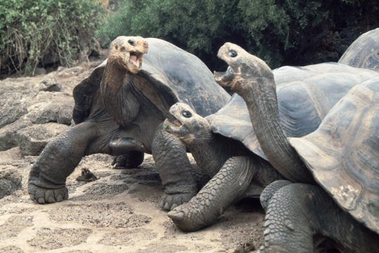 Three male tortoises engaged in aggressive behavior on the sand at the Charles Darwin Research Station.