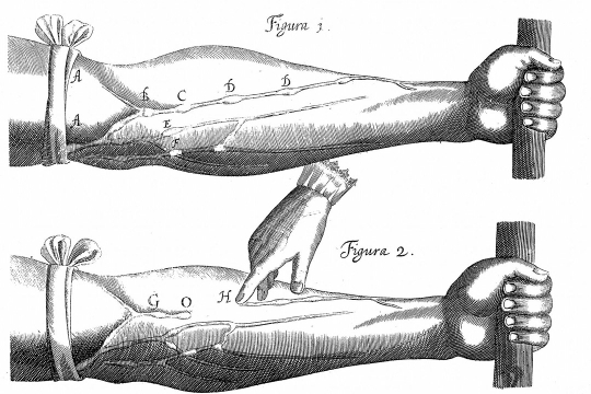 a medical illustration of the veins and arteries in a human arm