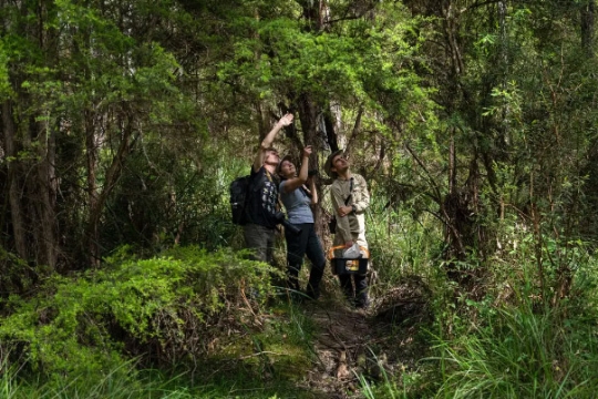 Three biologists in a wooded area gaze up toward the treetops, looking for birds.